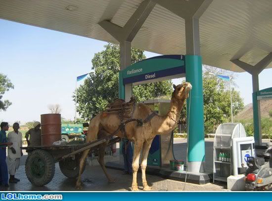 Diesel-powered-camel.jpg