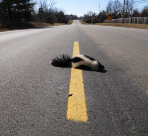 Dead-skunk-on-446-300x276.jpg