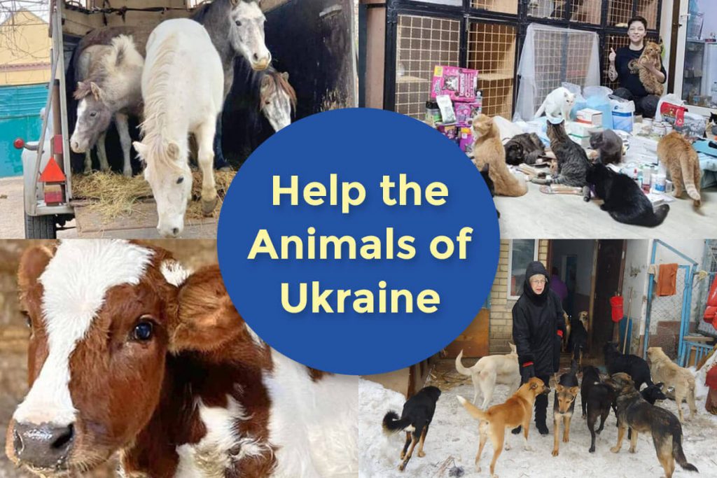 main-help-the-animals-of-ukraine-1024x683.jpg