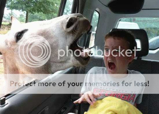 funny_picture_kid_and_animal.jpg