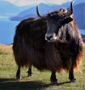 Yak.jpg