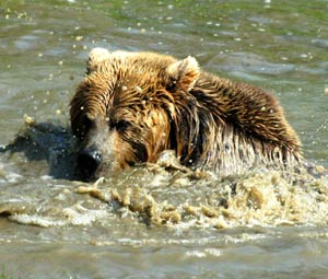 funny-brown-bear.jpg