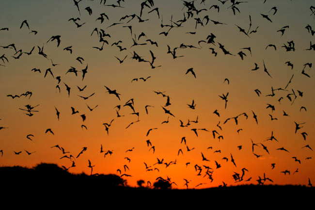 bats-pest-cemetery.jpg