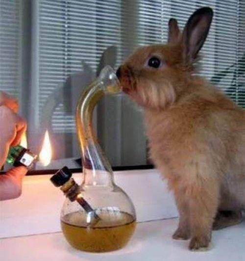 rabbit-smoking-bong.jpg