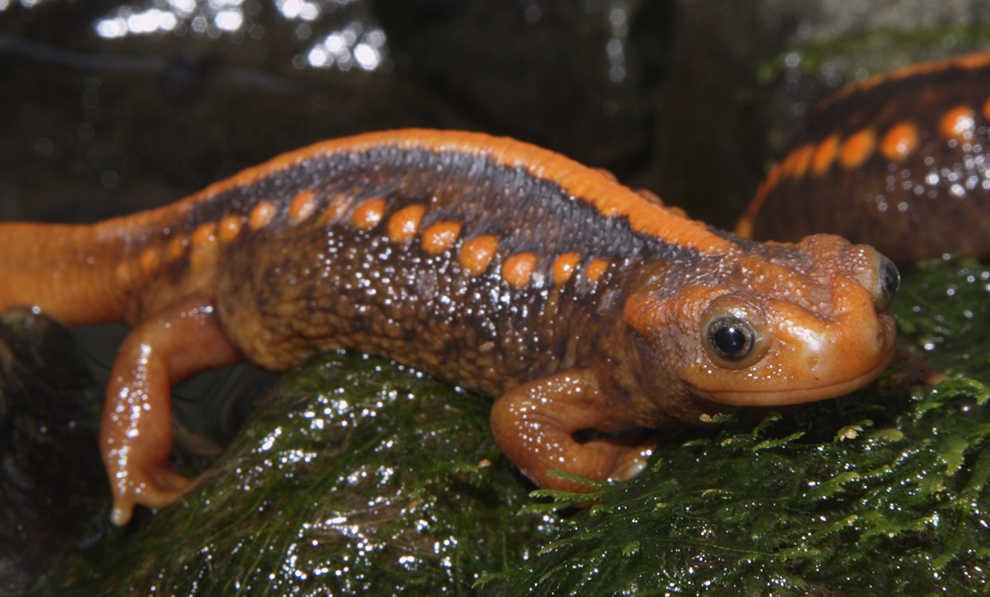 emperornewt-003.jpg