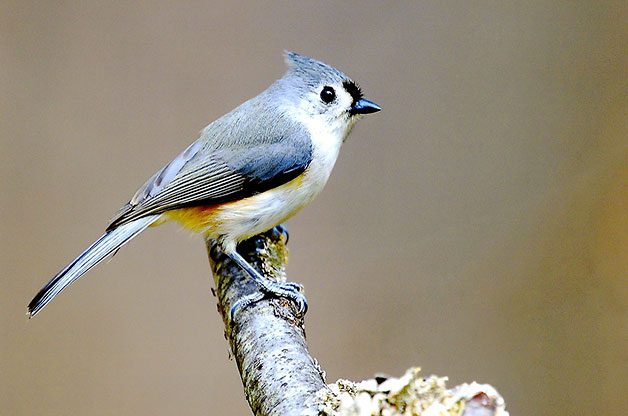 tufted-titmouse-on-tree-branch.jpg