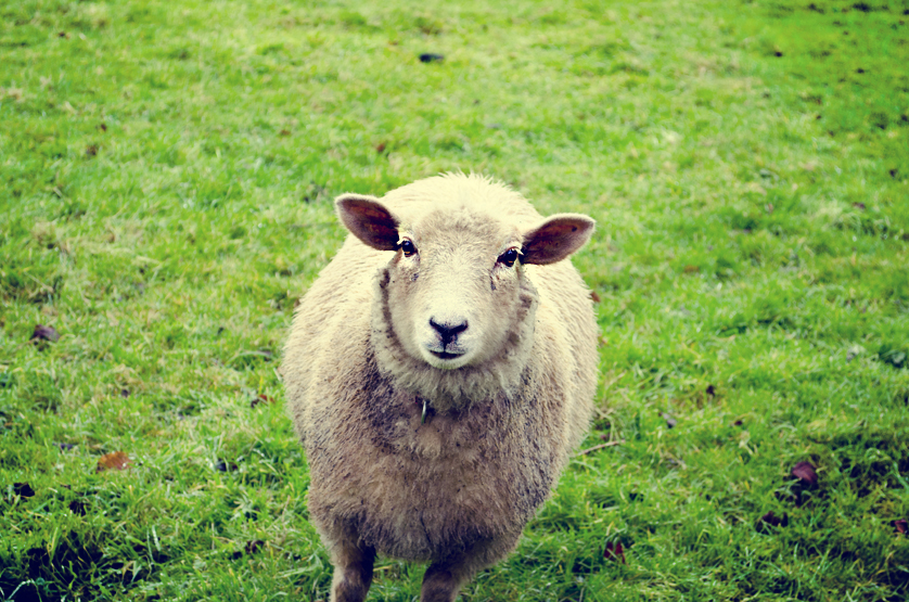 Video di ewe. Овца Мем. Ewe. Ewe_Ewe_Ewe. Sheepish.