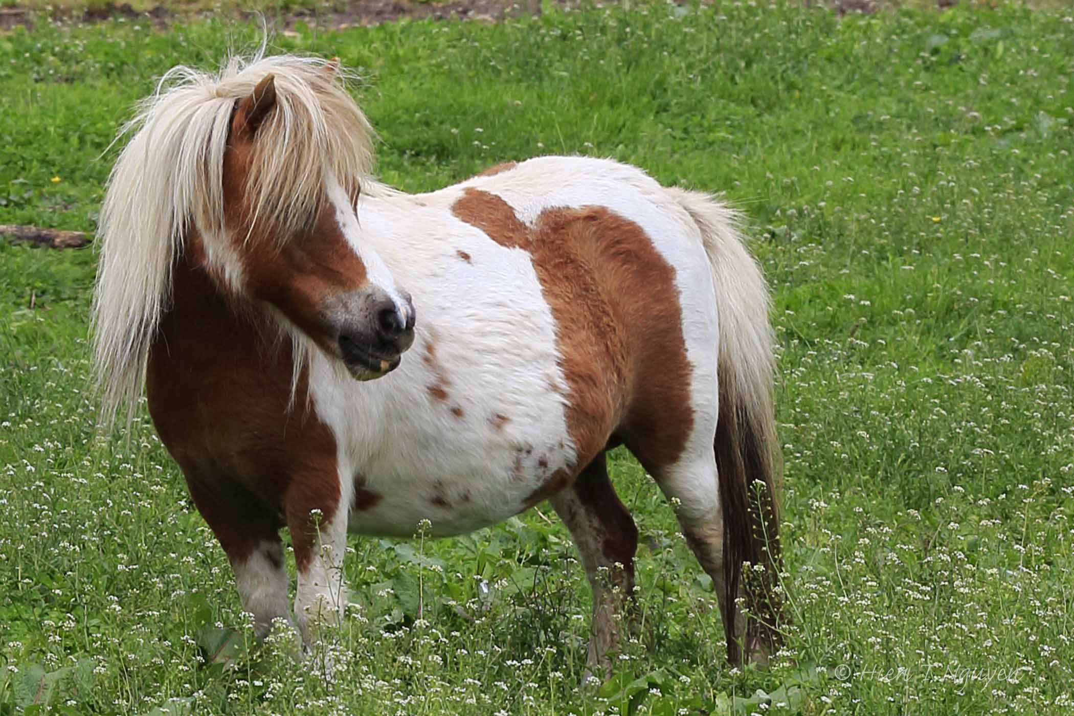 miniaturehorse_mg_1002.jpg