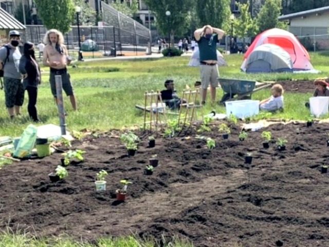 CHAZ-guerilla-gardening-640x480.jpg