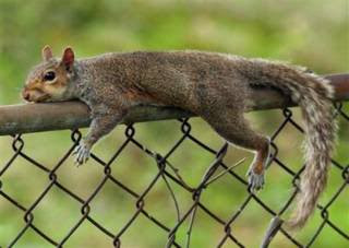 squirrel_fence.jpg