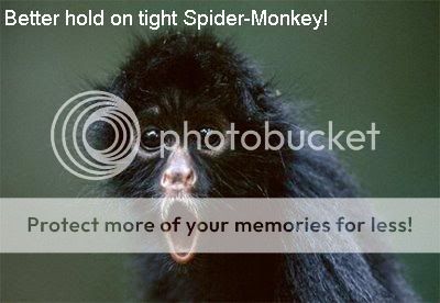 black-spider-monkey.jpg