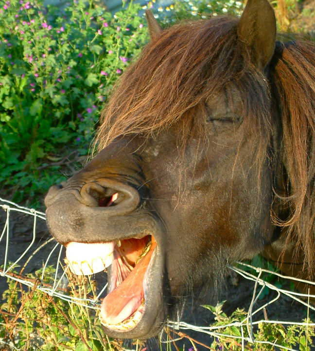 Yawning_horse%2C_Scotland.jpg