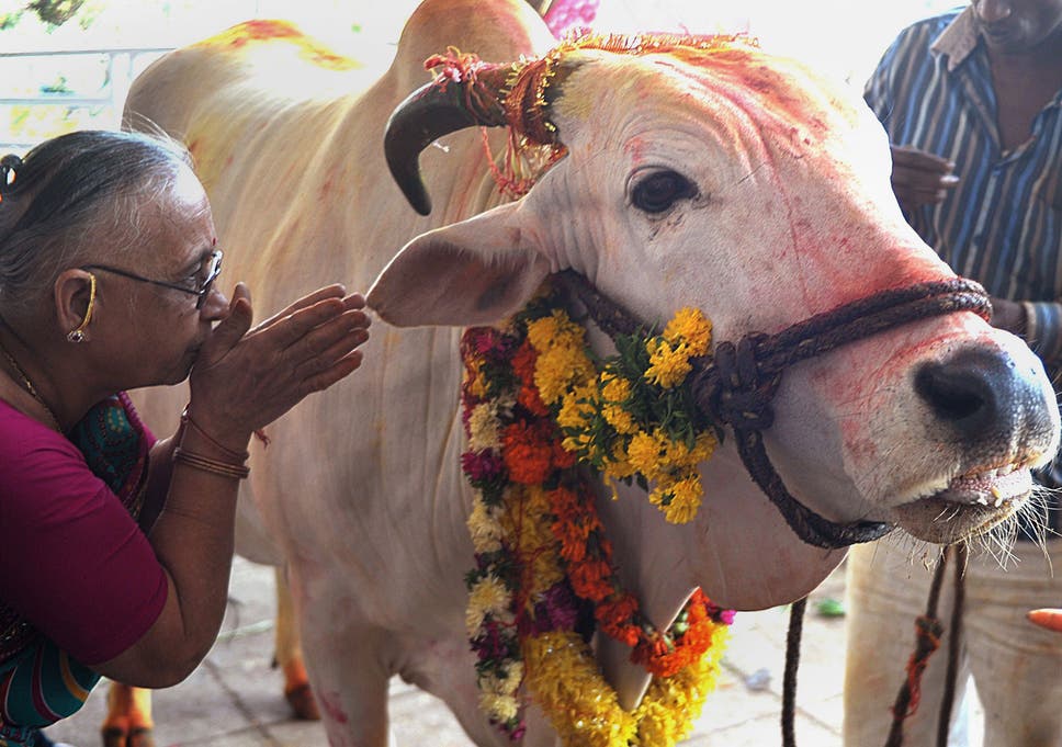 india-cow.jpg